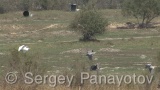 Video of Grey Heron - Grey Heron hunting fish in the lake